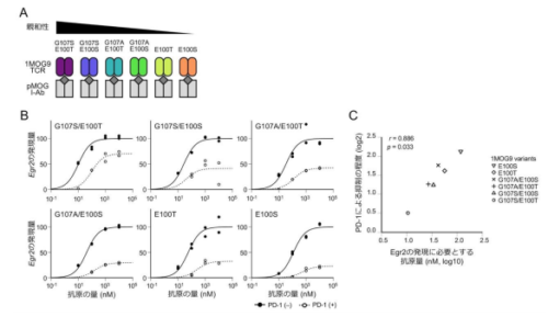 PD-1は抗原親和性の低いT細胞を選択的に抑制する