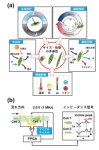藻類細胞を電気的に高速形状判断するマイクロ流体デバイスの開発