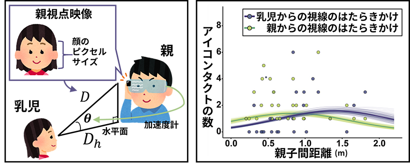 親子の視線交渉が対人距離によって調節されることを解明 親子の視線交渉が対人距離によって調節されることを解明
