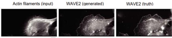 人工知能(深層学習)により細胞内の特定たんぱく質の局在推定に成功