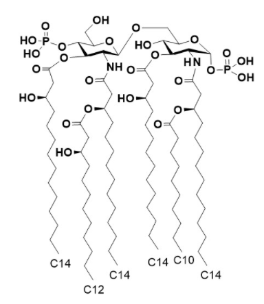 合成アルカリゲネス菌リピドAの優れたアジュバント活性を証明