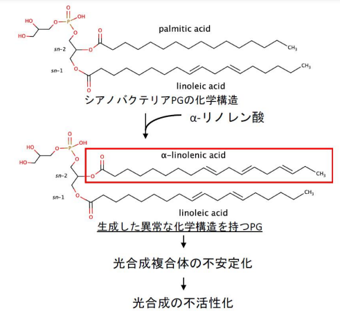 光合成を人為的に制御できるか 脂肪酸によって光合成活性が変化する仕組みを解明