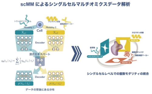 シングルセルマルチオミクスデータから 有用な知見を抽出する人工知能技術を開発