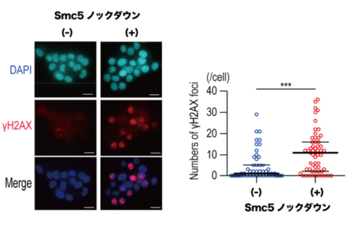 B型肝炎ウイルスによる肝発癌機構を新たに同定
