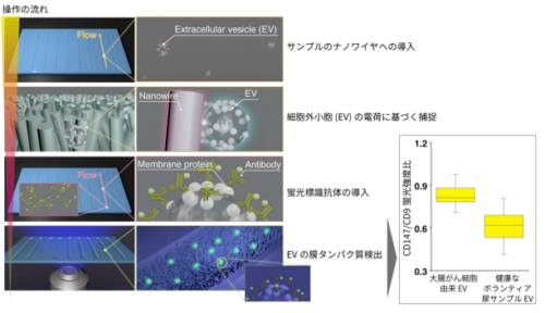 細胞外小胞の新しい捕捉方法を開発~ナノワイヤによって捕捉する細胞外小胞を、がん診断の新しい指標へ~