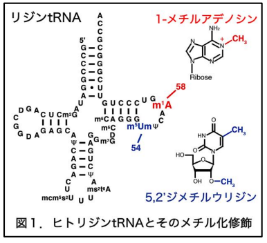 HIVは宿主(ヒト)のRNA修飾を悪用して感染・増殖する ～新しい戦略の抗ウイルス薬の開発に期待～