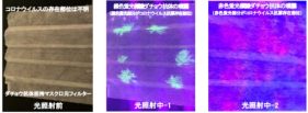 ダチョウ抗体を担持させた不織布マスクを用いて 口鼻からの新型コロナウイルスの可視化に成功