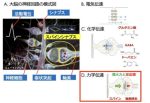 脳は記憶を力で刻む ～シナプスの力と圧感覚による新しい伝達様式の発見～