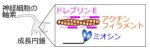 胎児の神経を形作る仕組みは精密な温度センサー ～母体の体温維持が神経の成熟に重要であることを示唆～