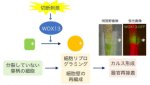 植物の組織修復と接ぎ木における器官再接着に必要な転写因子を発見 植物の組織修復と接ぎ木における器官再接着に必要な転写因子を発見