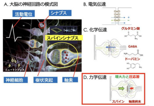 脳は記憶を力で刻む ～シナプスの力と圧感覚による新しい伝達様式の発見～