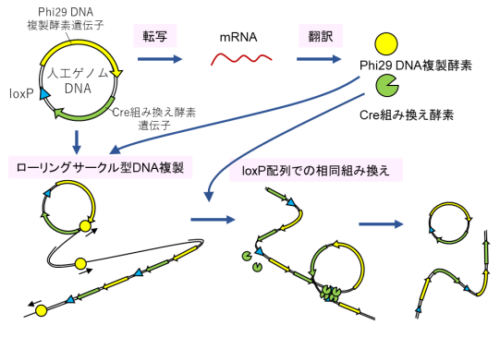 細胞外で複製し進化する人工ゲノムDNAを開発 ～自律的に増殖し進化する人工細胞の構築に期待～