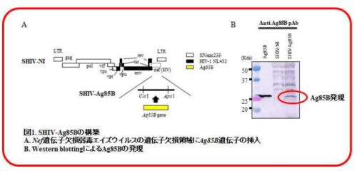 エイズウイルスの完全排除に繋がる免疫応答の誘導 ～エイズ根治を導くワクチン療法の開発～