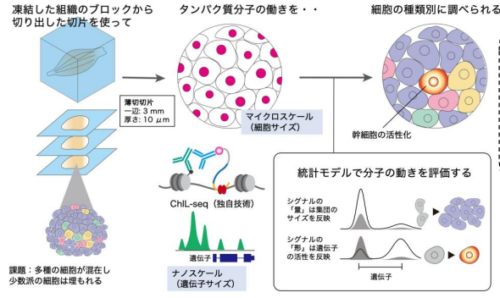 組織の細胞集団に潜む幹細胞のエピゲノム解析手法を開発 ～がん組織の精密プロファイリングに成功～