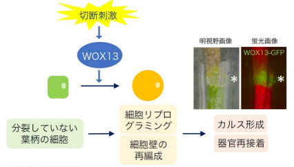 植物の組織修復と接ぎ木における器官再接着に必要な転写因子を発見