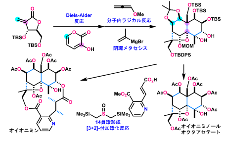 ジヒドロ-β-アガロフラン類:オイオニミンとオイオニミノールオクタアセテートの全合成