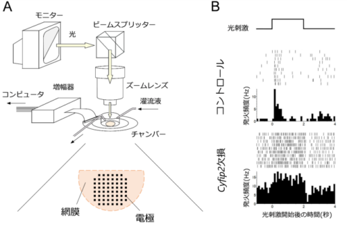 発達障害の関連遺伝子の欠損で網膜・視覚機能が変化~発達障害において感覚の過敏や鈍麻が生じるメカニズムの解明に貢献~