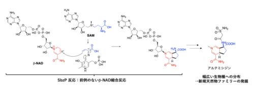 補酵素NADとSAMを縮合する画期的な新奇酵素の発見