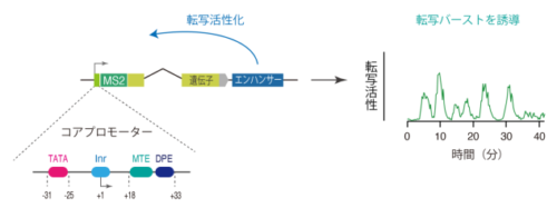 コアプロモーターを介した転写バースト制御メカニズムを解明