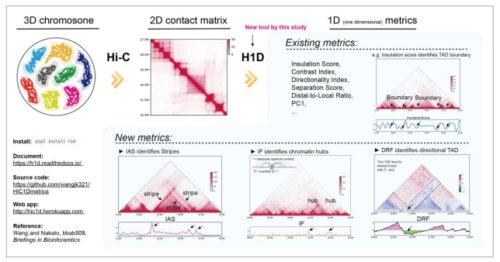ゲノム立体構造のさまざまな特徴量を抽出する新規手法を開発～ゲノムにひそむ重要な機能領域の同定～