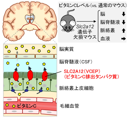 ビタミンCを脳に届ける運び屋を発見～必須栄養素研究における長年の謎を解明～