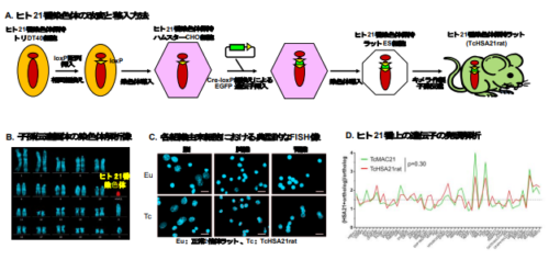 ダウン症モデルラットの作製に成功 ～ダウン症の脳病態のメカニズム解明に期待～