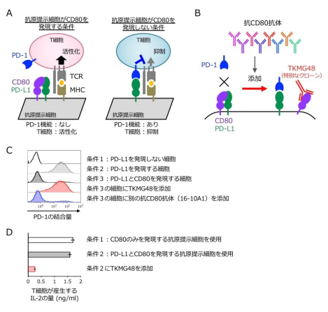 自己免疫疾患に対する新規治療法を発見
