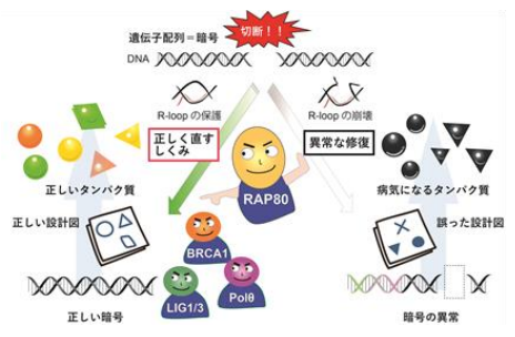 タンパク質の設計図を壊さないようにDNA切断を修復する新たな仕組みを発見