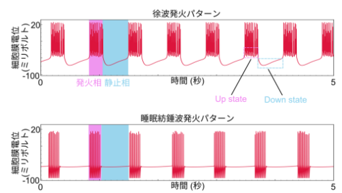 睡眠時の神経活動を作り出す数学的メカニズムの解明