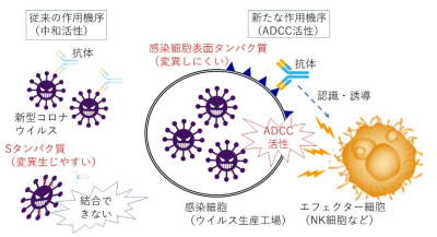 新規抗ウイルス抗体の創出に成功～変異型を含む広域コロナ属ウイルスの治療薬として期待～