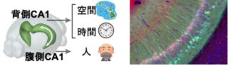 「友達」を記憶する、海馬の神経活動パターン～なぜ自閉症は友達を記憶しづらいのか?～
