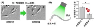 光で狙った細胞を死滅させる新技術の開発 ～副作用のない光がん治療法に向けて～
