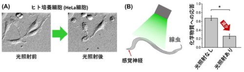 光で狙った細胞を死滅させる新技術の開発 ~副作用のない光がん治療法に向けて~ 光で狙った細胞を死滅させる新技術の開発 ~副作用のない光がん治療法に向けて~