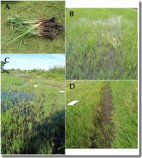スギ科、イネ科、セリ科植物の試料調製と代謝物の分析(Sample preparation and analysis of metabolites from plants in the families of Cyperaceae, Poaceae and Apiaceae)