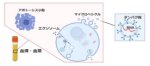 血液を循環する由来組織別エクソソームマーカー候補を同定 血液を循環する由来組織別エクソソームマーカー候補を同定