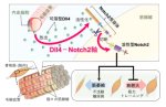 不活動や糖尿病による筋萎縮のメカニズムを解明 ～血管の意外な機能と創薬への期待～