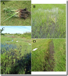 スギ科、イネ科、セリ科植物の試料調製と代謝物の分析(Sample preparation and analysis of metabolites from plants in the families of Cyperaceae, Poaceae and Apiaceae)