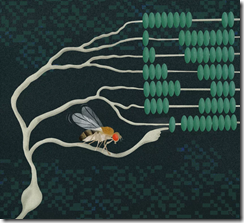 神経細胞の代数学~単一の神経細胞が増殖する仕組みを解明(The algebra of neurons Study deciphers. how a single nerve cell can multiply)