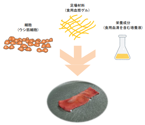 日本初 「食べられる培養肉」 の作製に成功 ～肉本来の味や食感を持つ「培養ステーキ肉」の実用化に向けて前進～