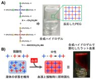 体液に触れると瞬時に固化する合成ハイドロゲルで速やかな止血を実現