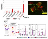 リンパ腫における細胞外小胞を介した新規発がんメカニズムを発見～脂質を軸とした新たな治療法の開発に期待～