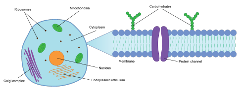 癌の遺伝子発現の空間的デコンヴォリューション(Spatial Deconvolution of Gene Expression in Cancer)