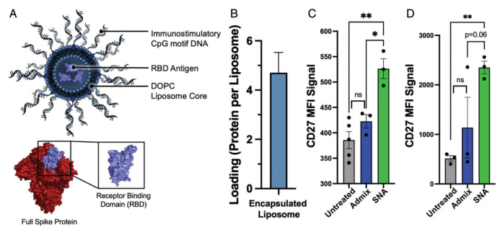 ナノ粒子ベースのCOVID-19ワクチンは、将来の感染症をターゲットにする可能性がある(Nanoparticle-based COVID-19 vaccine could target future infectious diseases)