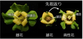 柿の花が解き明かす「植物の揺らぐ性」の進化~作物の性別を制御して効率的な作物生産や品種改良につながる技術へ~