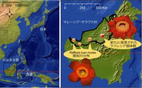 世界最大の花・ラフレシアの新産地とその生態の解明 ～地域社会による生息域内保全の促進に期待～