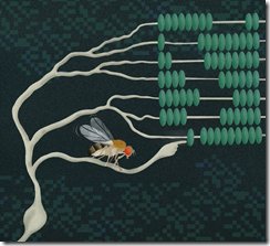 神経細胞の代数学~単一の神経細胞が増殖する仕組みを解明(The algebra of neurons Study deciphers. how a single nerve cell can multiply)