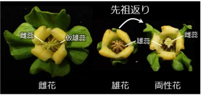 柿の花が解き明かす「植物の揺らぐ性」の進化~作物の性別を制御して効率的な作物生産や品種改良につながる技術へ~ 柿の花が解き明かす「植物の揺らぐ性」の進化~作物の性別を制御して効率的な作物生産や品種改良につながる技術へ~