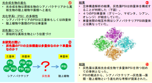 光合成真核生物で初の光化学系Ⅰ複合体の多量体構造を解明~原核生物から真核生物への進化を解明する糸口に~