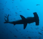 サメの追跡方法(HOW TO TRACK A SHARK)