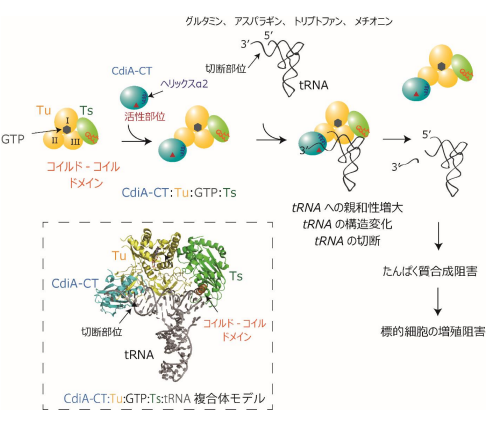 細菌の生存競争に関わるたんぱく質の活性化の分子機構を解明~翻訳因子のこれまで知られていなかった新たな機能の発見~